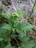 Ligusticum scoticum. Верхушка расцветающего растения. Мурманская обл., окр. пос. Дальние Зеленцы. 02.08.2010.