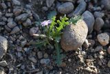 Lactuca undulata. Цветущее растение. Таджикистан, Согдийская обл., Исфара, глинисто-каменистый склон. 3 мая 2023 г.