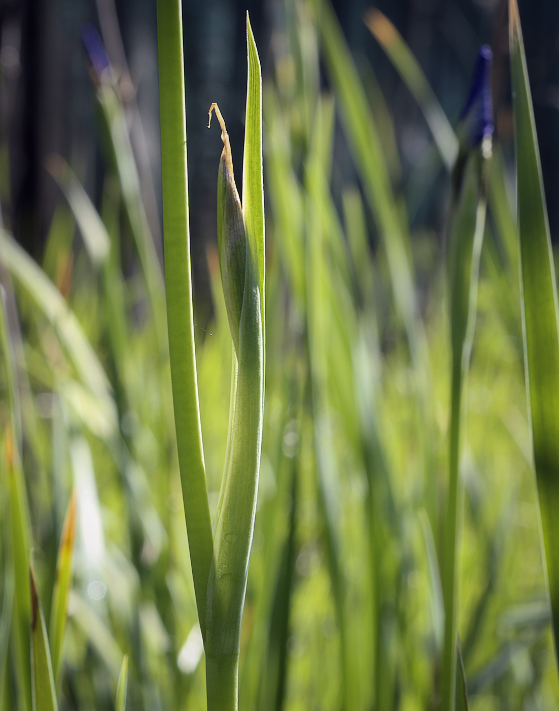 Image of Iris sanguinea specimen.