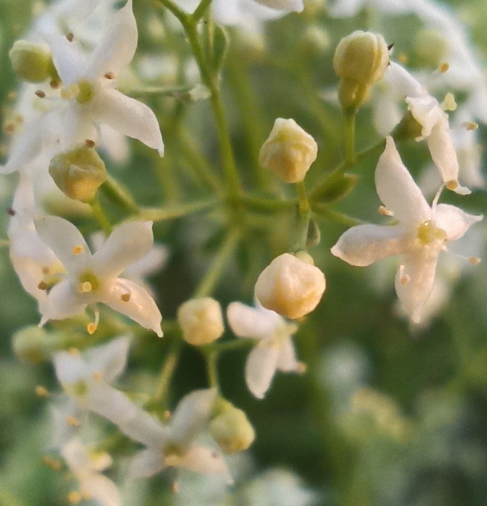 Изображение особи Galium mollugo.