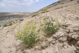 Sisymbrium altissimum. Цветущие и плодоносящие растения. Таджикистан, Согдийская обл., горы Окбель, лёссовый склон. 7 мая 2023 г.
