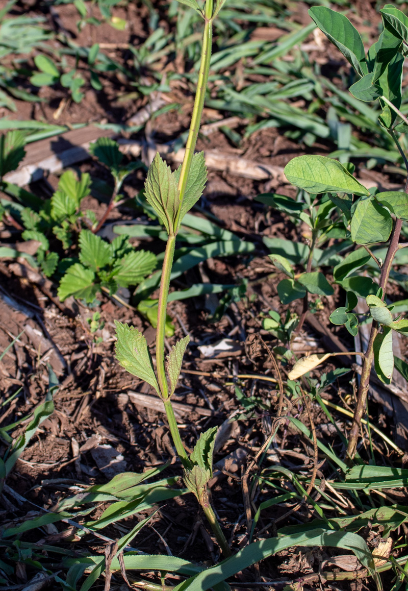 Изображение особи Verbena litoralis.