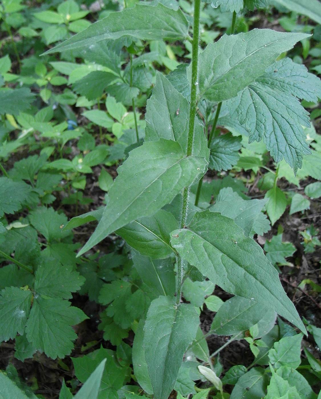 Image of genus Hesperis specimen.