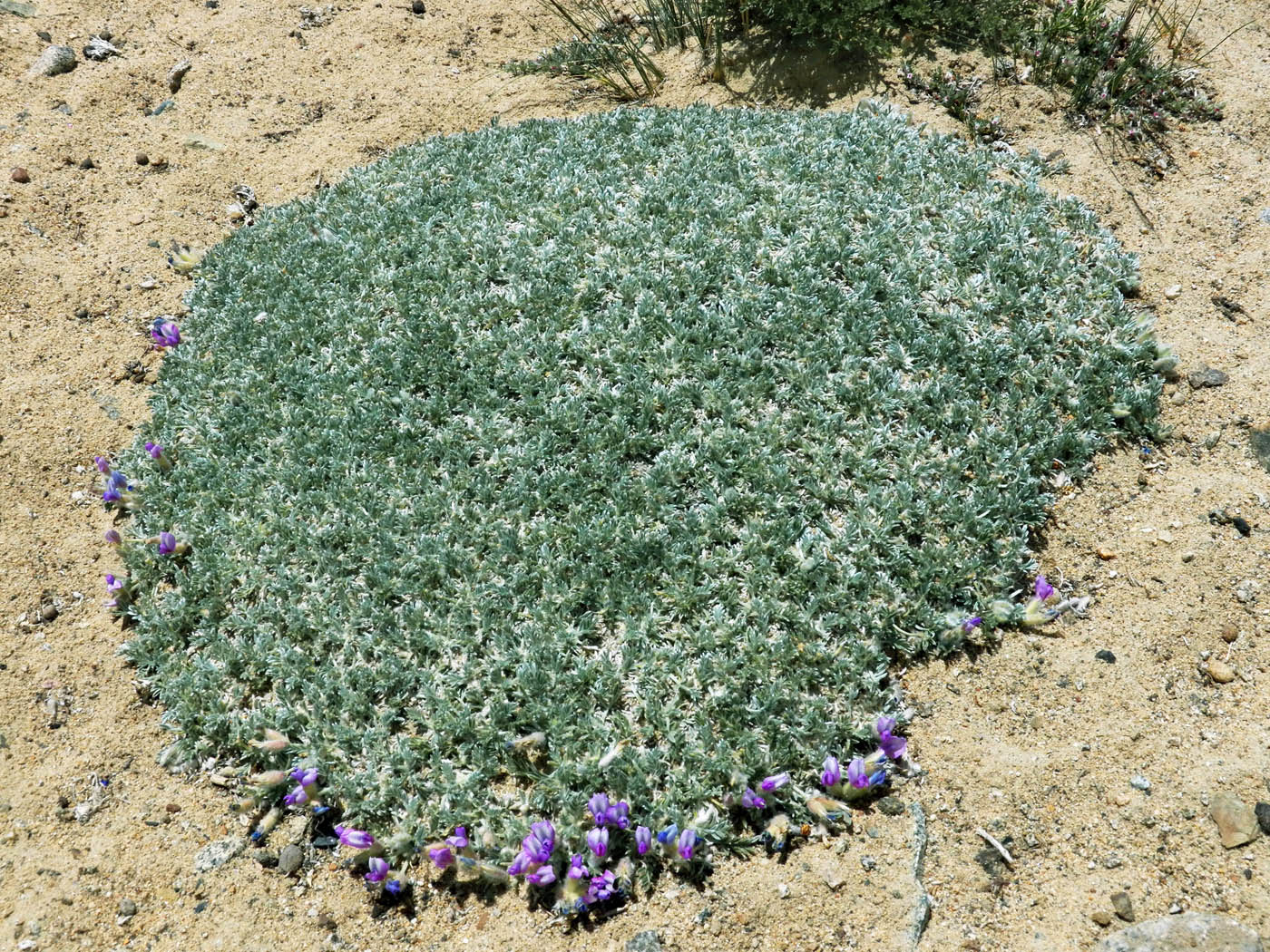 Image of genus Oxytropis specimen.