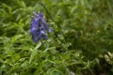 Aconitum nasutum