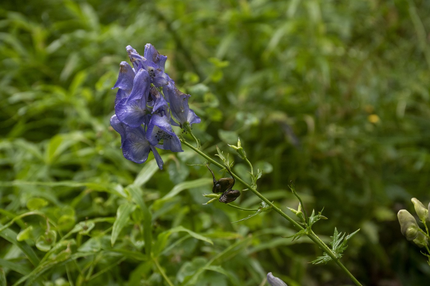 Изображение особи Aconitum nasutum.