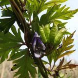 Aconitum sczukinii