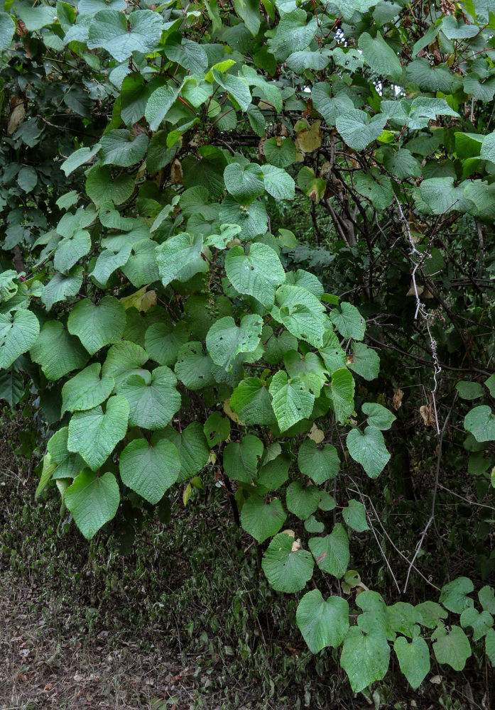 Изображение особи Vitis amurensis.