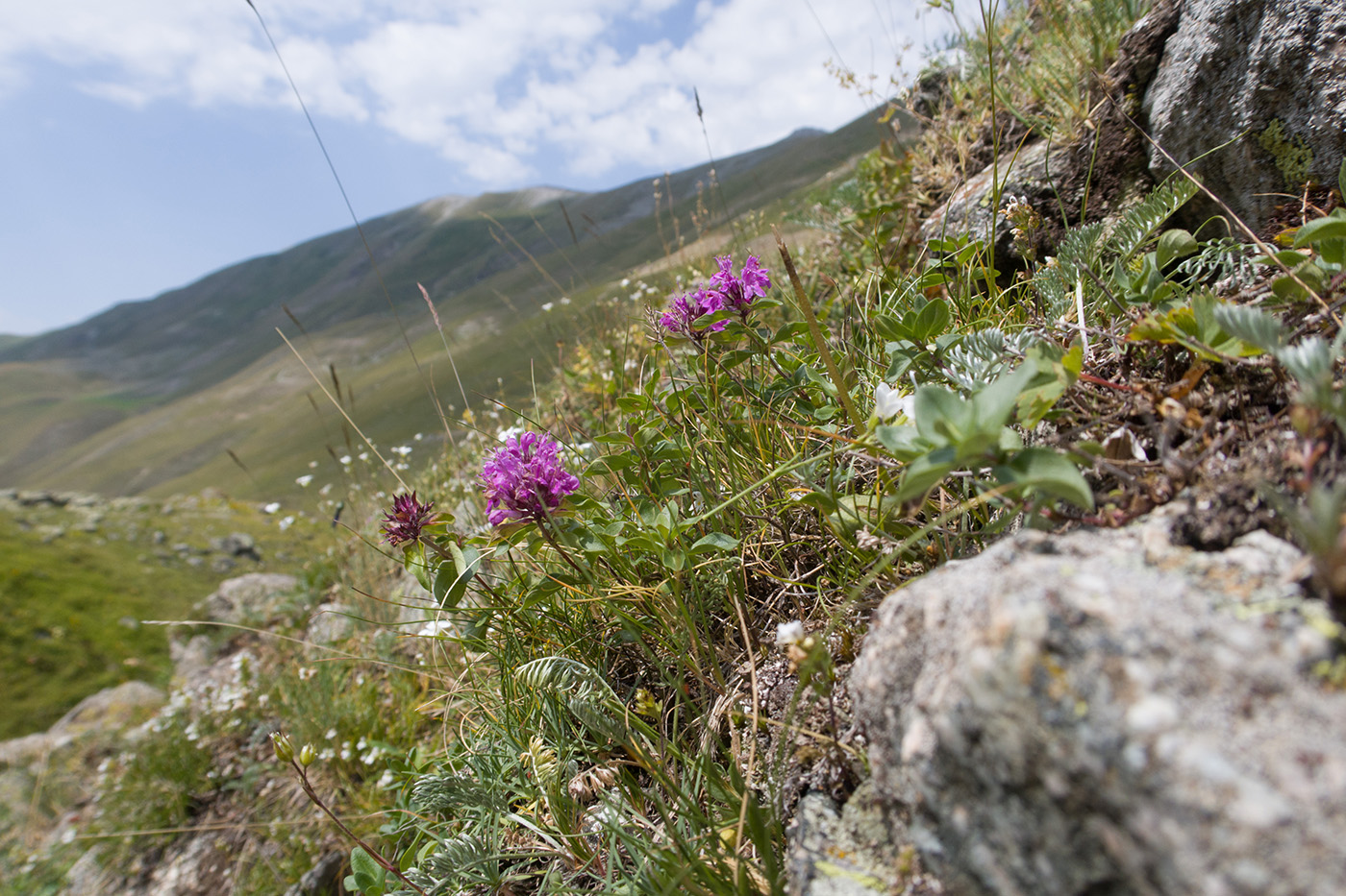 Image of Thymus nummularius specimen.