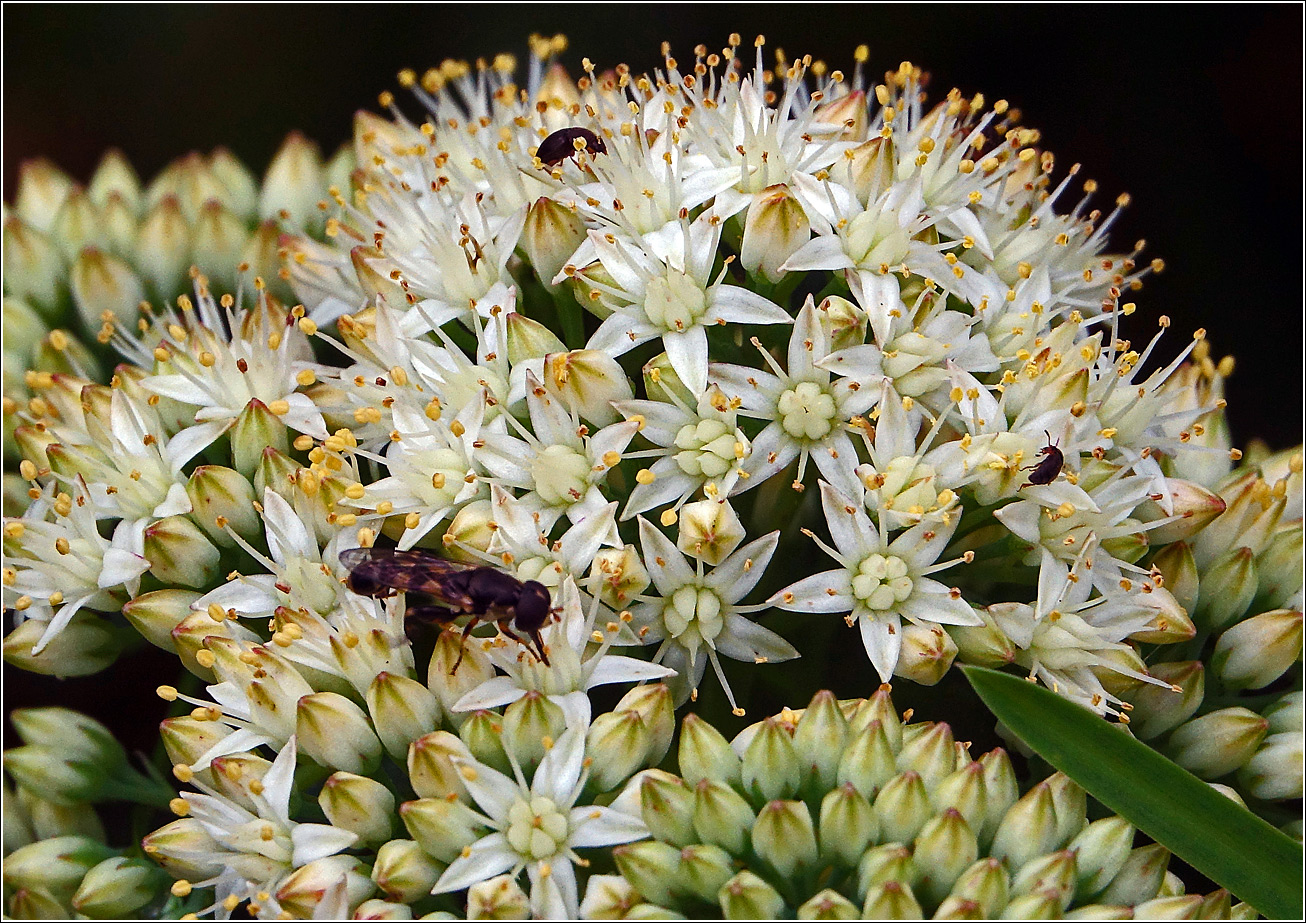 Image of Hylotelephium maximum specimen.