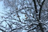 Malus domestica. Засыпанные снегом ветви покоящегося растения с плодами. Санкт-Петербург, Дудергофские высоты, западный макросклон, опушка широколиственного леса. 25.11.2023.