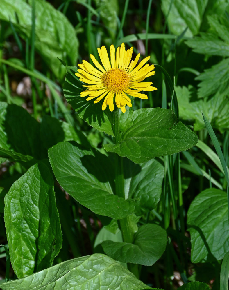 Изображение особи Doronicum altaicum.