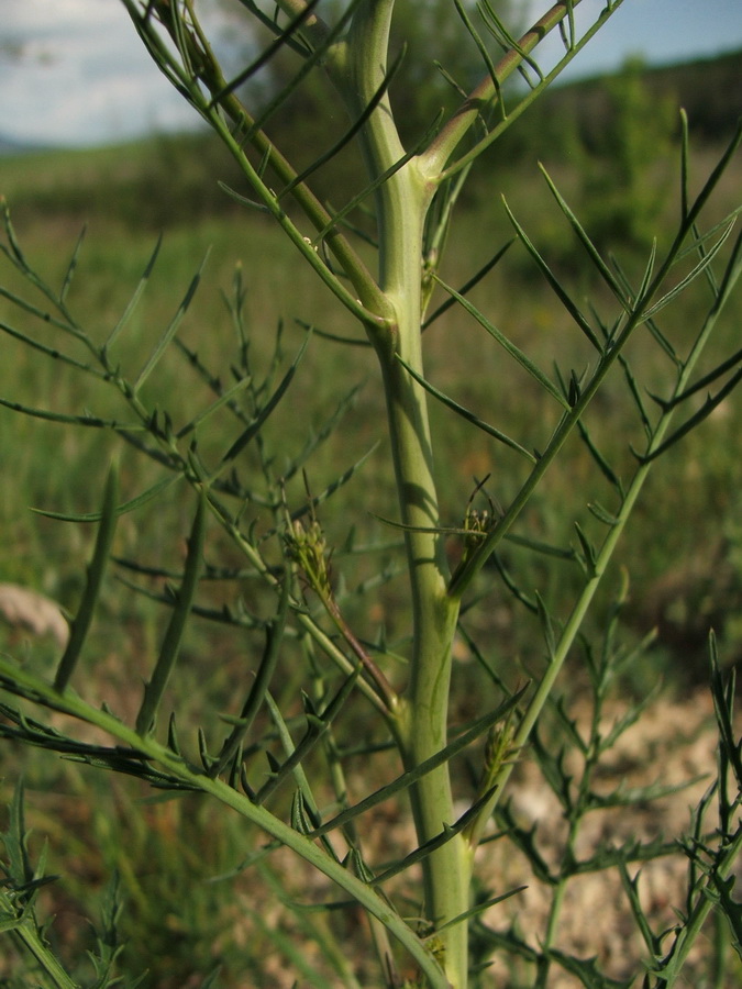 Image of Sisymbrium altissimum specimen.