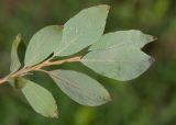 Salix bebbiana