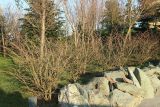 Euonymus alatus. Группа покоящихся растений. Краснодар, парк \"Краснодар\", Японский сад, в культуре. 01.01.2024.