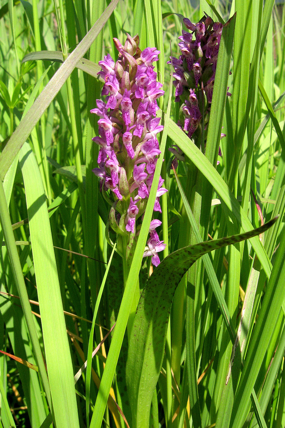 Изображение особи Dactylorhiza incarnata.