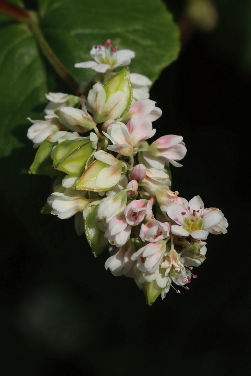 Image of Fagopyrum esculentum specimen.