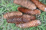 Picea pungens