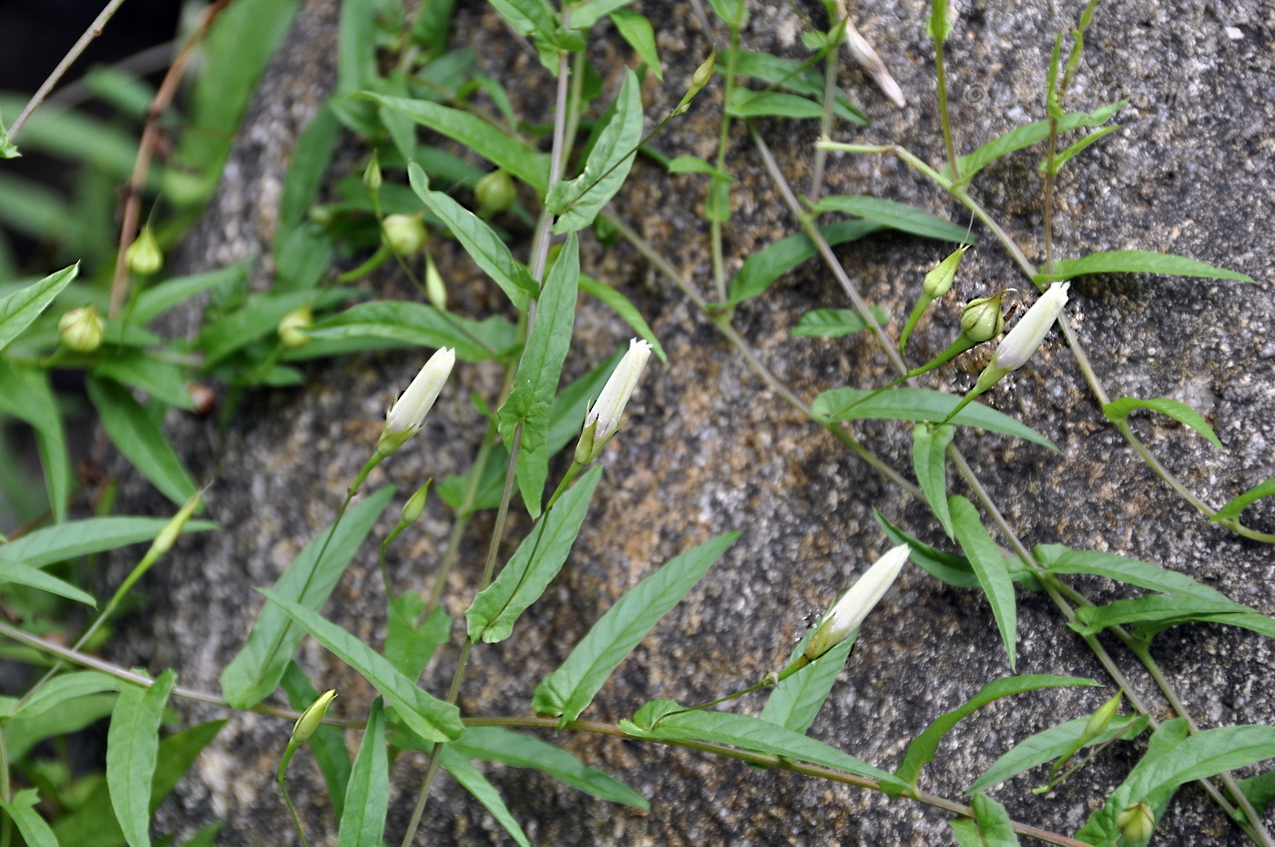 Изображение особи Xenostegia tridentata.