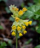 Primula macrocalyx. Соцветие. Красноярский край, Берёзовский р-н, национальный парк \"Красноярские Столбы\", долина руч. Лалетина, опушка смешанного леса. 05.06.2022.