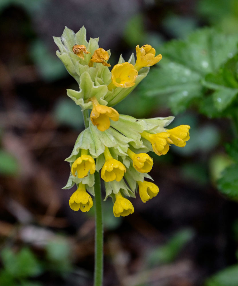 Image of Primula macrocalyx specimen.