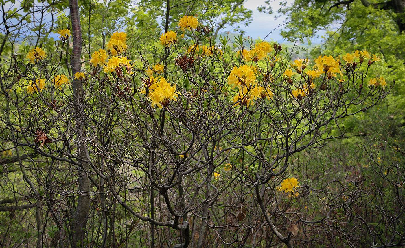 Image of Rhododendron luteum specimen.