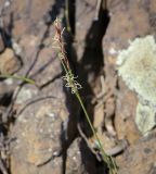 Carex praecox