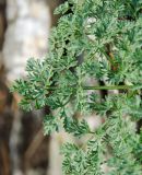 familia Apiaceae. Часть листа. Республика Башкортостан, Хайбуллинский р-н, Акъюловский сельсовет, окр. дер. Акназарово, долина р. Сакмара, вершина прибрежного скальника. 29 апреля 2024 г.