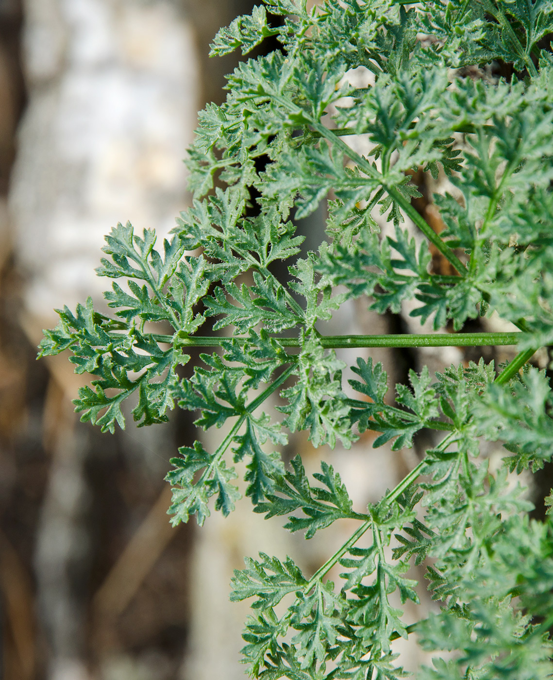 Image of familia Apiaceae specimen.