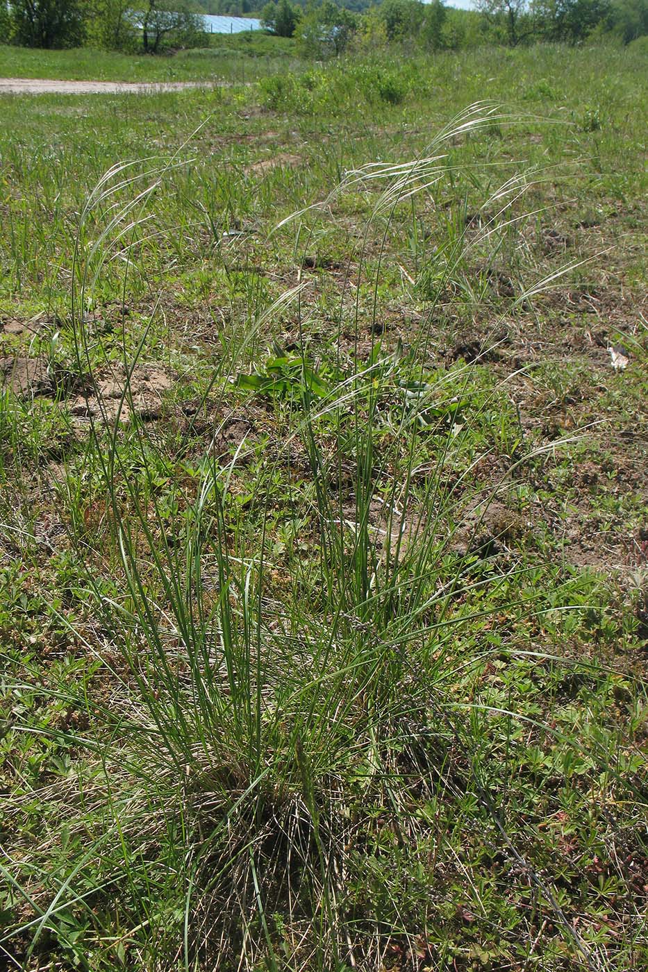 Изображение особи Stipa pennata.