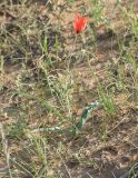 Tulipa lehmanniana. Цветущее растение. Узбекистан, Центральные Кызылкумы, среднебугристые пески с кустарниково-эфемеровой растительностью. 11 апреля 2024 г.