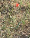 Tulipa lehmanniana