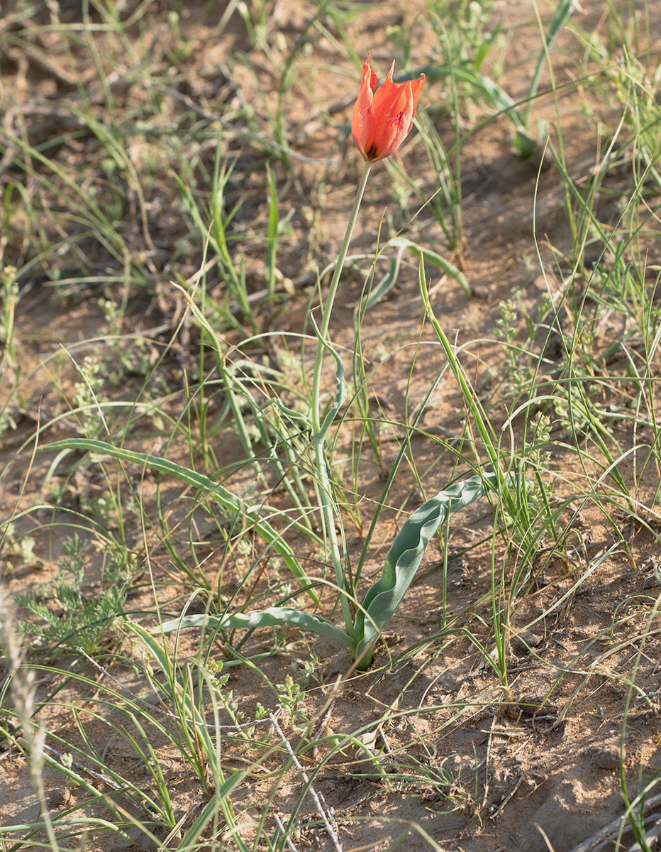Image of Tulipa lehmanniana specimen.