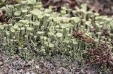 род Cladonia