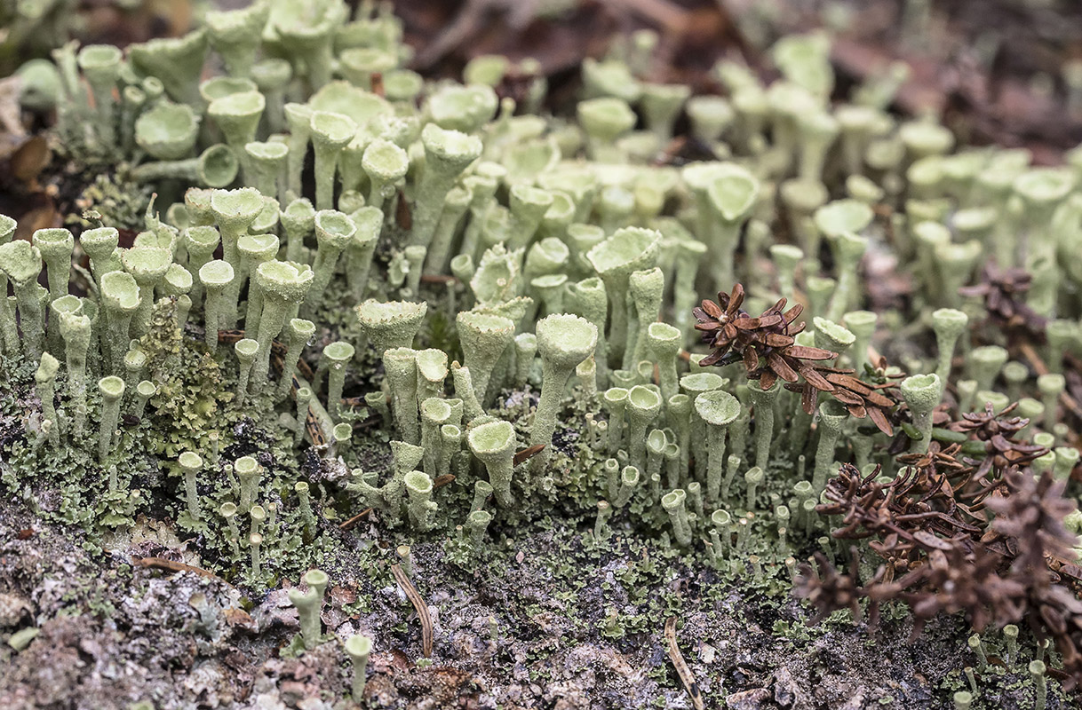 Изображение особи род Cladonia.
