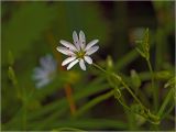 Stellaria graminea