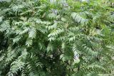Sorbaria sorbifolia. Ветви. Псков. 14.07.2006.