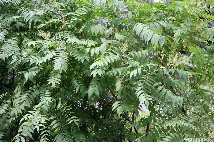 Изображение особи Sorbaria sorbifolia.