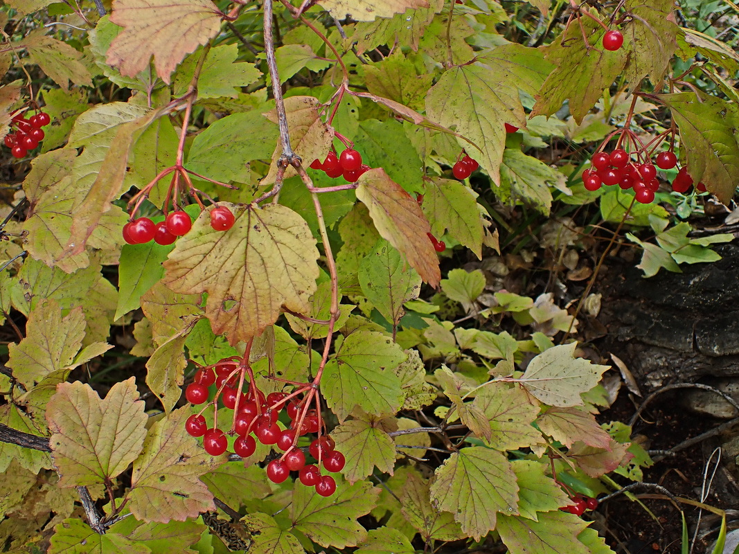 Изображение особи Viburnum sargentii.