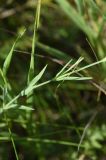 Dianthus campestris
