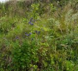 Aconitum napellus. Цветущее и плодоносящее растение. Башкортостан, Дуванский р-н, Заимкинский сельсовет, дер. Усть-Аяз, долина р. Уфа, склон надпойменной террасы. 20 августа 2023 г.