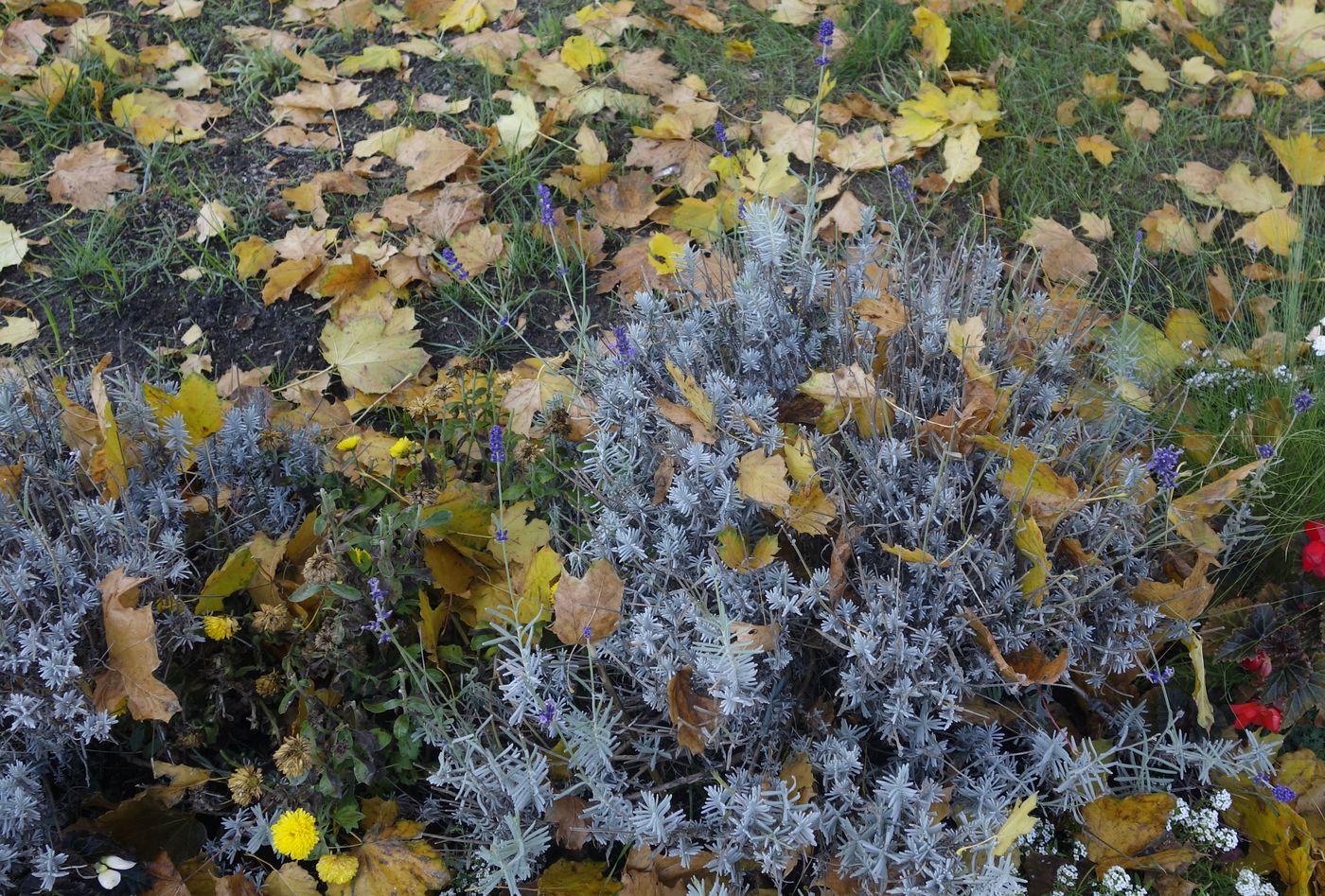 Image of Lavandula angustifolia specimen.