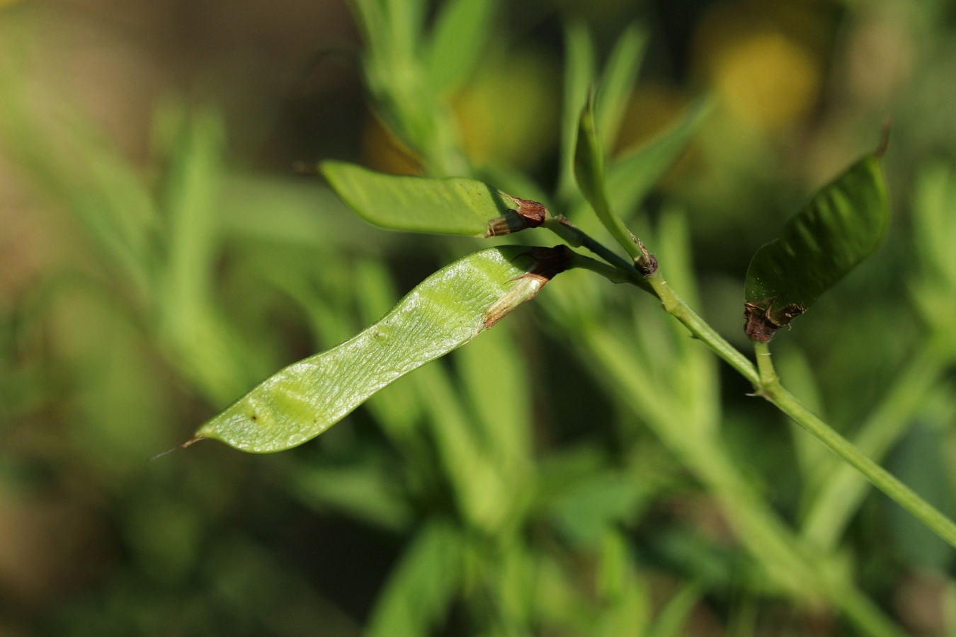 Изображение особи Lathyrus pratensis.