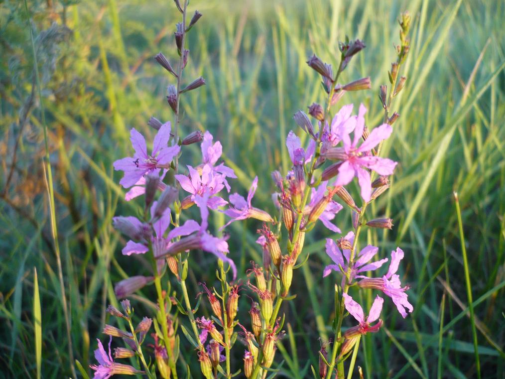 Image of Lythrum virgatum specimen.