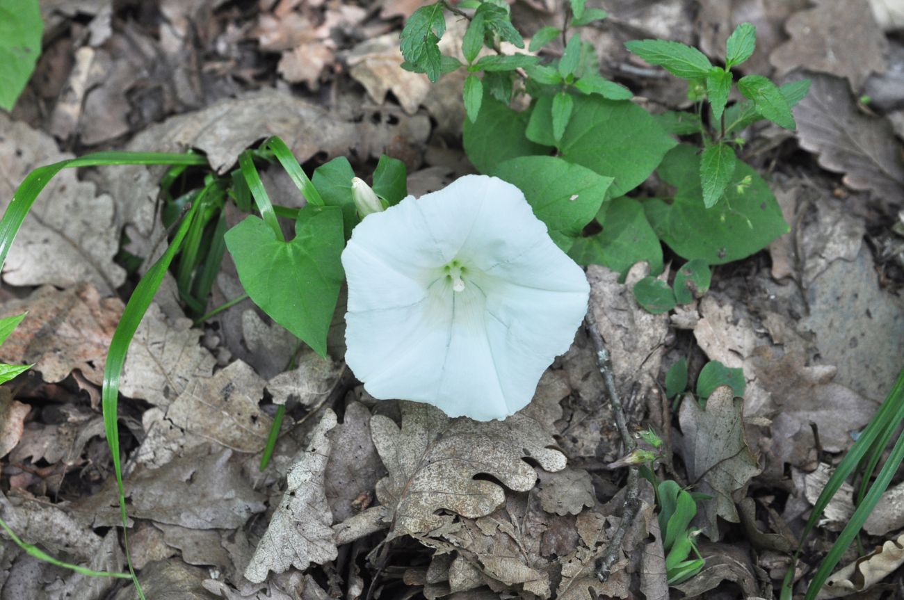 Image of Calystegia silvatica specimen.