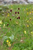 Sanguisorba officinalis. Цветущее растение. Кабардино-Балкария, Черекский р-н, окр. с/п Верхняя Балкария, берег р. Псыгансу, ≈ 2100 м н.у.м., субальпийский луг. 31.07.2024.