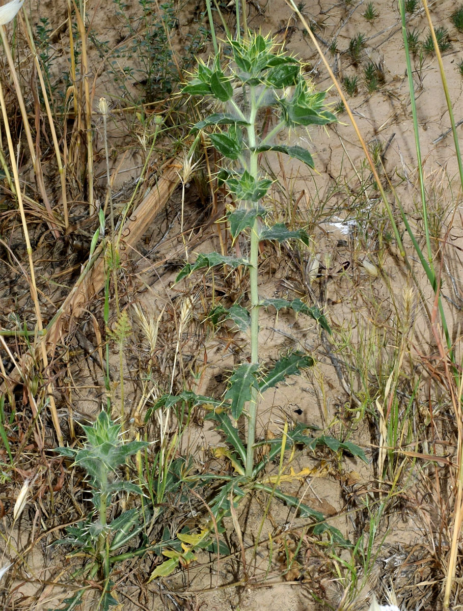 Изображение особи Carthamus oxyacanthus.