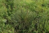 Helictotrichon pratense. Отплодоносившее растение. Псковская обл., Печорский р-н, окр. дер. Вастцы, злаково-разнотравный луг близ берега озера. 18.08.2024.