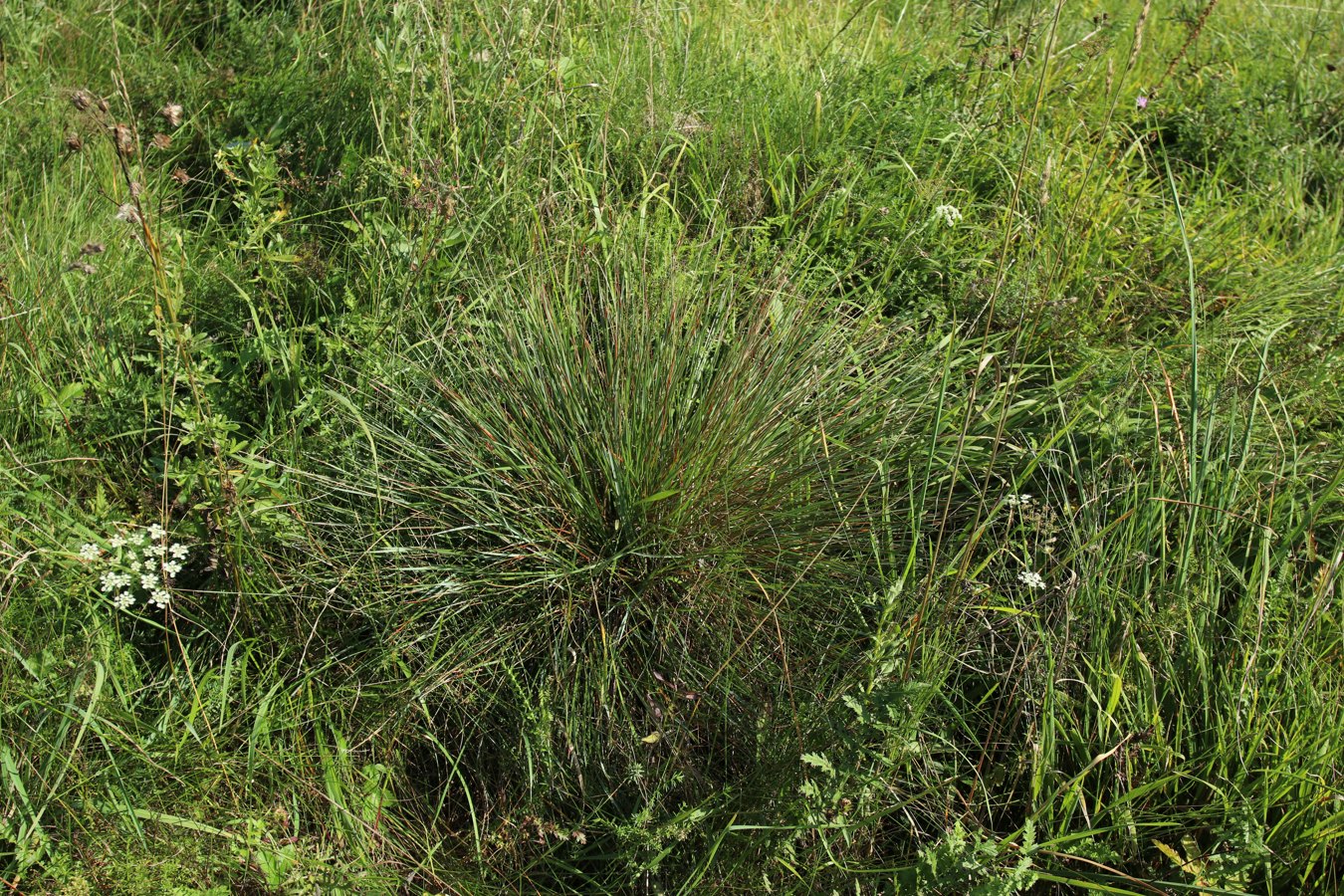 Изображение особи Helictotrichon pratense.