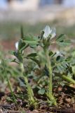 Trigonella gladiata